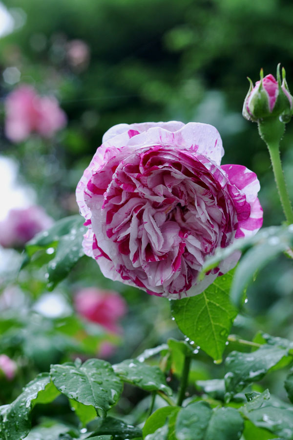 バリエガータ・ディ・ボローニャ